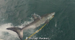 Shark Bait

I took this photo when I was in Cape Town/S... by Michael Maclean 